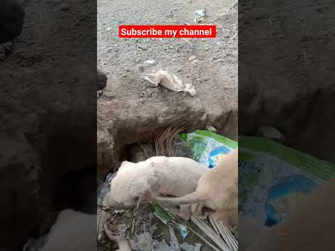 cute puppy baby 🍼🍼🍼🍼#dog dog meeting with goat #pigeon #pigeonbreeds #beautiful #whitepigeon