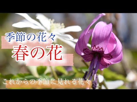 【スプリングエフェメラル】3月　これからの季節に咲く花々　好きな花を探してください