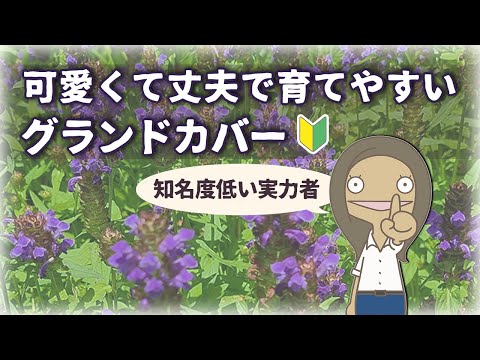 【🔰みんな知らない】プルネラブルガリスの特徴と育て方を紹介するアニメ|ウツボ草  植物編-95