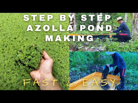 Paanu Gumawa ng Azolla Pond (Step by Step) Fast & Easy Way