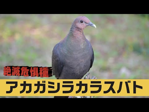 【絶滅危惧種】小笠原のハト「アカガシラカラスバト」を近くで撮影