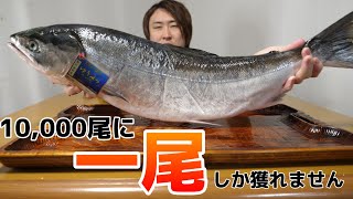 We've been looking for the world's most expensive salmon,"Keiji,"for five years and finally got it!