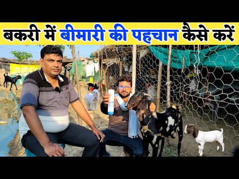 सुधीर सर से जाने बकरियों में बीमारी के लक्षण | Bakri me hone wali bimari | Bakri palan