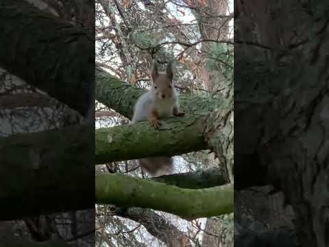 Squirrel looks at the camera