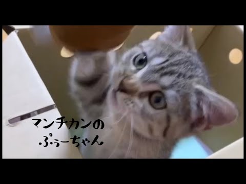 【パンチの逹猫】初めて家にきた時