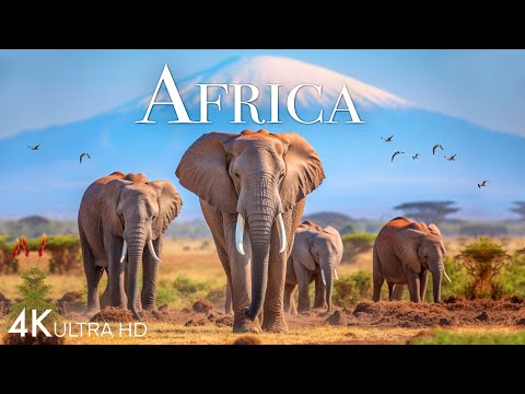 Amazing Wildlife of Africa in 4K | Nature Scenes | Scenic Relaxation Film