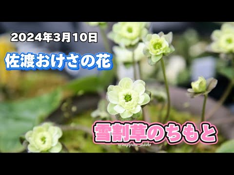 佐渡雪割草のちもと。3月10日、雪割草のちもとさんを訪ねました。今年もたくさんの雪割草が咲き始めました。可愛い！名前も面白い、ちもとさんが命名した佐渡おけさもありました。「佐渡の日」にぴったりですね！