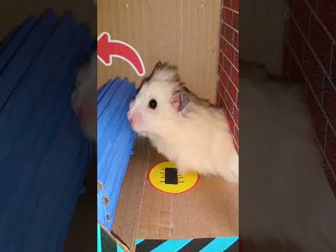 Hamster escapes the maze Part 1 #shorts