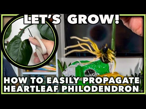 HEARTLEAF PHILODENDRON PROPAGATION: A complete guide