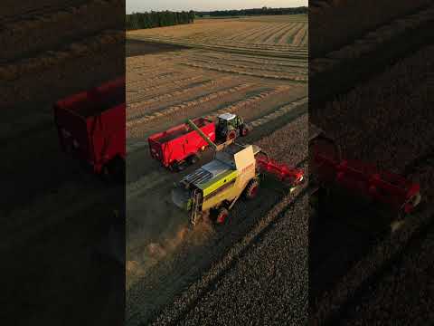 Die letzten Bahnen im Sonnenuntergang 🫶🏻 #2024 #farming #landwirtschaft #harvest #claas #sunset