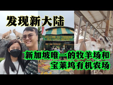 新加坡Kranji牧羊场Hay Diaries Goat Farm  | Kranji 宝莱坞有机农场 | 新加坡亲子地方 | 假日好去处 | Ahmiao Tv