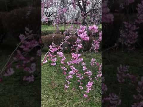 サクラ スポット 2 秩父 羊山公園