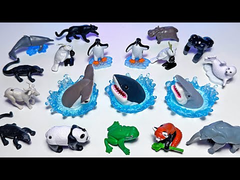 Sharks, Penguins, Dolphin, Black Panther, Hammerhead Shark, Red Panda, Komodo Dragon, Panda