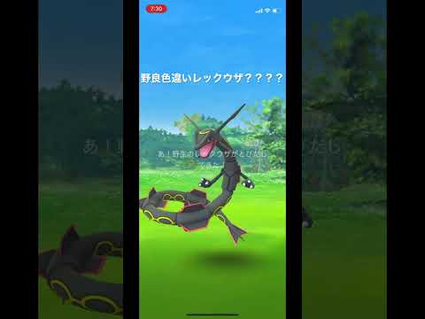 #shorts #レックウザ　#色違いレックウザ　#ポケモンgo