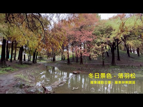 冬日美景落羽松：羅東林業園區 & 羅東運動公園