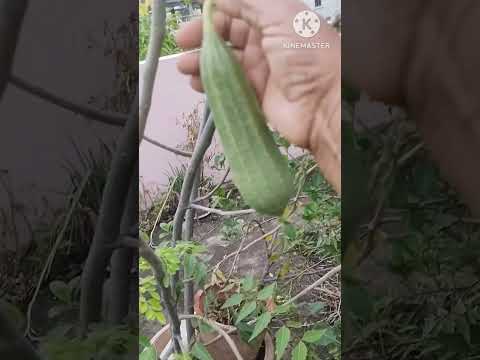 Ridge gourd, Cucumber Harvest