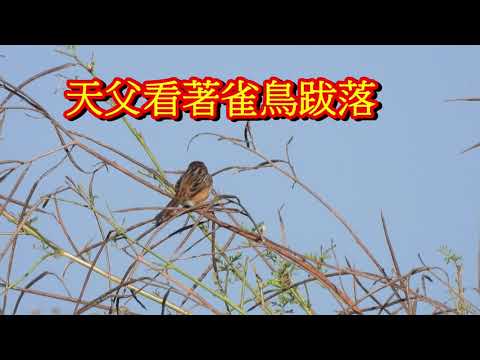 天父看著雀鳥跋落 God sees the little sparrow fall