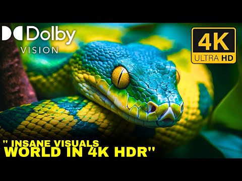 Dolby Vision 2024: EXPIERENCE  Mind-Blowing 4K HDR Dolby Vision Today! #4khdr #4k