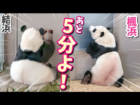 【パンダアイドル楓浜】今日の交渉は飼育員さんの粘りがちでした🐼