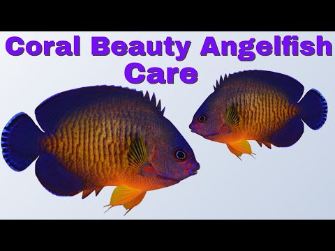 Coral Beauty Angel Fish Care ( Taking The Reef Tank Risk )