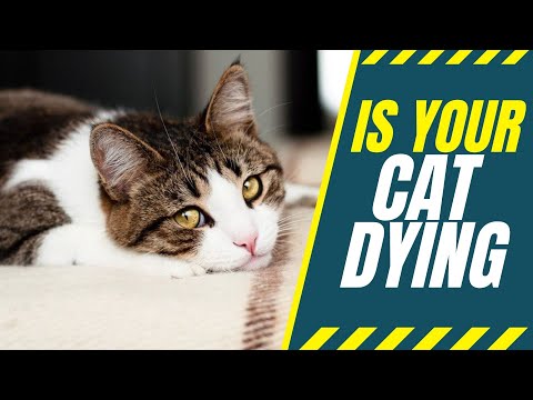 How to Know if Your Cat Is Dying?