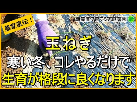 【玉ねぎ栽培】少しでも大きくするためにやるべき防寒・防霜対策【有機農家直伝！無農薬で育てる家庭菜園】　24/11/21