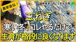 【玉ねぎ栽培】少しでも大きくするためにやるべき防寒・防霜対策【有機農家直伝！無農薬で育てる家庭菜園】　24/11/21