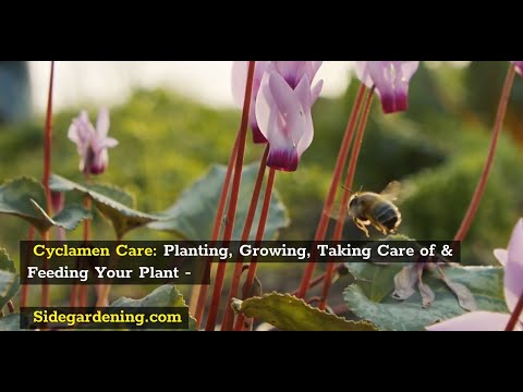 Cyclamen Care: Planting, Growing, Taking Care of & Feeding Your Plant