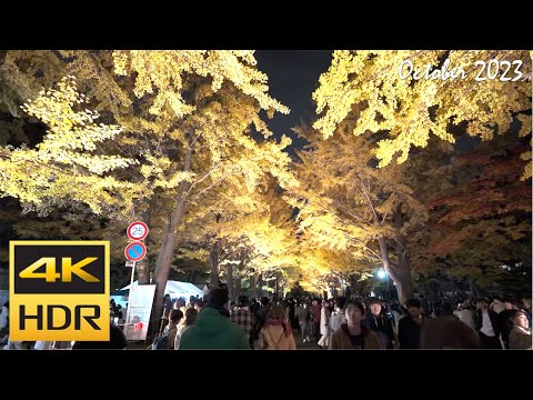 [4K HDR] 2023札幌駅から北大イチョウ並木(金葉祭)を散策 / Strolling in Hokkaido University Ginkgo Avenue (Hokkaido,Japan)