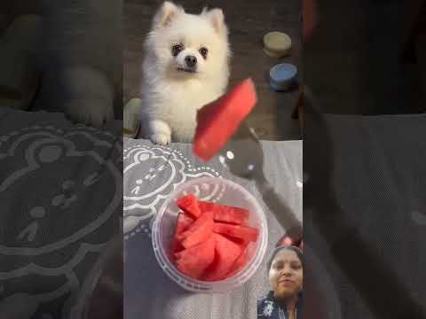 #dog #pomeranian #cute #pets #mukbang #youtube #youtubeshortsviral #youtuber