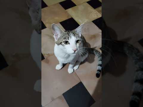 നല്ല വിശപ്പ് #trending #funny #cat #shortsvideo