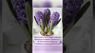 Лёгкого Понедельника! Удачной Недели!🌷🌱⚘