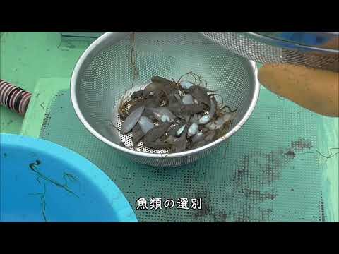 今年生まれた数はどのくらい？ヒラメ稚魚調査 WS12【水産総合研究所】