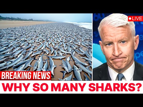 Largest Shiver Of Sharks EVER Caught on Camera - Why Are They All Together?