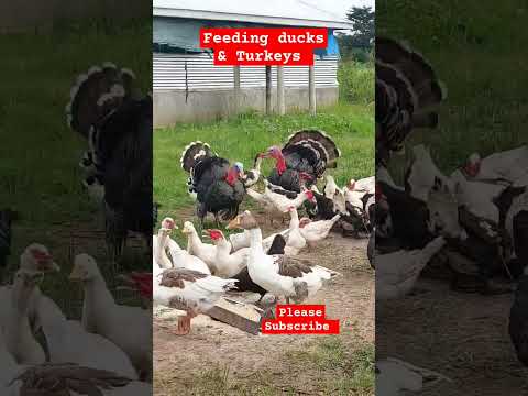 Organic Feeding: ducks and Turkeys! #farming #shorts #shortsfeed