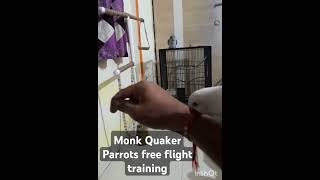 Monk Quaker Parrots free flight training of Ganu & Sanu