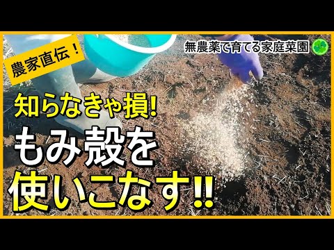 【もみ殻】家庭菜園とことん活用法！土づくりや防寒対策にも最適！【有機農家直伝！無農薬で育てる家庭菜園】　24/12/12