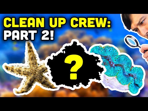 The ULTIMATE Guide to Clean Up Crew : Part 2