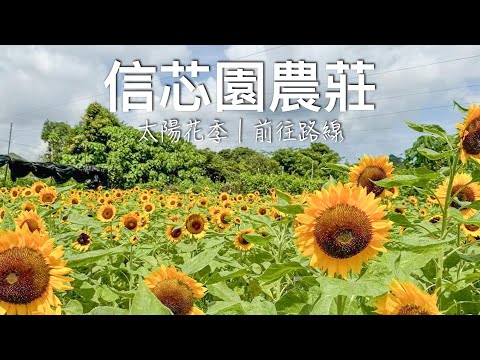 【香港】信芯園農莊太陽花季 - 超大片向日葵花海 // 最佳太陽花觀賞期5月至8月｜如何前往信花園｜Sunflower Field Shun Sum Yuen