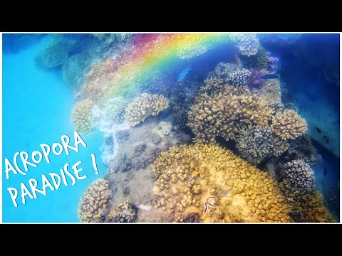 Acropora on an Artificial Reef! Snorkelling at Tangalooma Shipwrecks