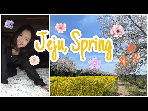 제주의 봄 | 녹산로 벚꽃&유채꽃 | 성산일출봉 | 맛집 | 카페 | 로즈마리숲 | 이타미준