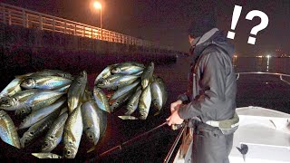 The horse mackerel caught in the factory area were『Top class』horse mackerel.