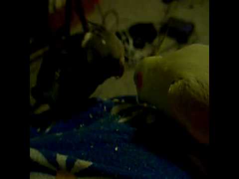 Mr.Chicken & Ricky eating