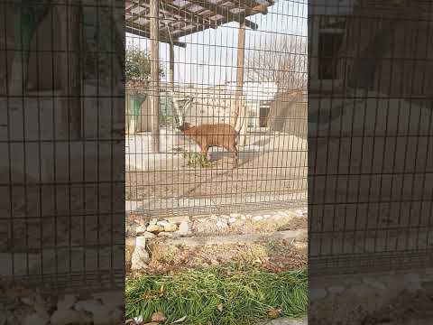 エサを食べるヤクシカ。#動物園 #zoo