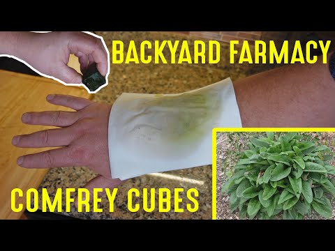 Making Fast Healing "Comfrey Cubes" | Backyard Farmacy Plants That Work Wonders!