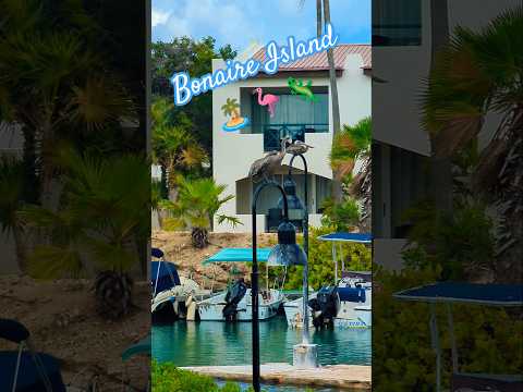 Bonaire Island 🏝️🦩🦎 #travelvlog #travel #adventure #vacation #bonaire #dutchcaribbean