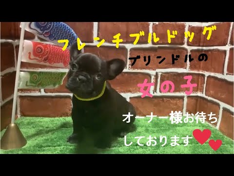 フレンチブルドッグブリーダーGRAN BLUE犬舎＃489　フレンチブルドッグ子犬紹介♪