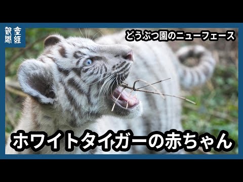 どうぶつ園のニューフェース　ホワイトタイガーの赤ちゃん