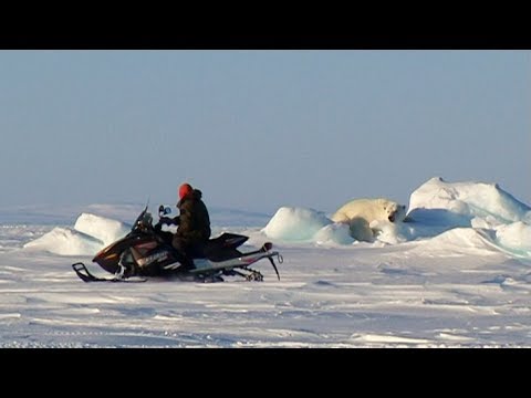 Norman, an Inuit from Qausuittuq near to a polar bear in Wellington Channel - Nanoq 2007 expedition