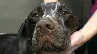 Crazy hunting dog gets his first groom | German Shorthaired Pointer